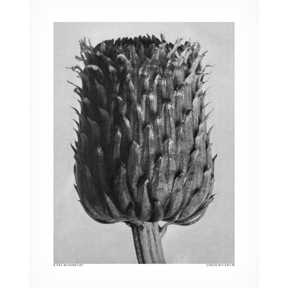 Trademark Fine Art Pictufy Cirsium Canum Canvas Wall Art