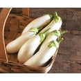 thumbnail image 4 of TomorrowSeeds - Casper White Eggplant Seeds - 200+ Count - For 2026 Planting White Aubergine Brinjal, 4 of 9