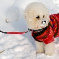 thumbnail image 4 of Pet Running Leash Multi-functional Dog Leash Adjustable Pet Dog Leash Dog Walking Leash, 4 of 9