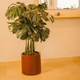 thumbnail image 1 of Maceta Hortensia 30, 1 of 5
