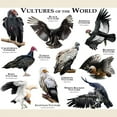 thumbnail image 3 of CafePress - Vultures Of The World Light T Shirt - Light T-Shirt - CP, 3 of 4