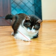 KONG® Laser Pointer Interactive Cat Toy