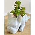 thumbnail image 5 of Doggy Planter  French Bulldog Planter Gift Idea, Bar Decor, Table Decor, Plant Gift Idea, Cute Succulent Planter, any canine/dog/French bulldog and plant lover! Marbel, 5 of 8