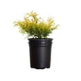 Gold Mop Threadleaf False Cypress (2.5 Quart) Evergreen Shrub Yellow