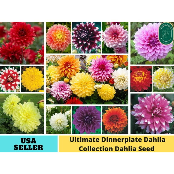 40  Seeds| Ultimate Dinnerplate Collection Dahlia Perennial Seeds Flower seeds,Herb seeds,GMO Free,B5G1, Free#D037