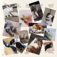thumbnail image 3 of Juguetes Gato Eléctrico Pez para Gato con Catnip Pescado para Gatos Que se Mueve Juego Pez Gato Interactivo Wriggly Fish Cat Toy USB Recargables, 3 of 5