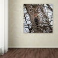 thumbnail image 3 of Trademark Fine Art 'Pileated Woodpecker' Canvas Art by Thom Sivo, 3 of 3