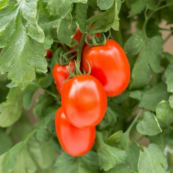 Roma VF Heirloom Tomato Seeds 1 Oz ~10,000 Seeds, Non-GMO, High Yield, Disease Resistant, Perfect for Sauces, Canning, and Cooking, Ideal for Home Garden, Raised Beds, Containers, and Outdoor Growing