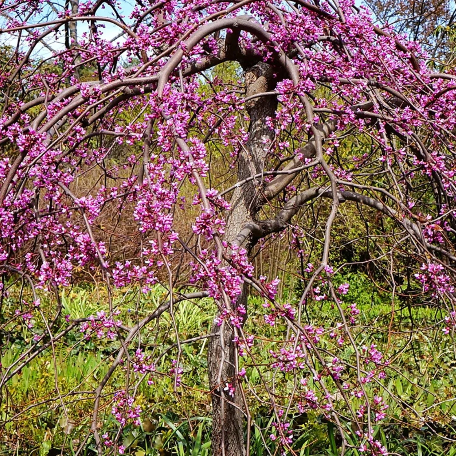 Expert Gardener 2-3 ft. tall Ruby Falls Weeping Redbud Tree in 5- Gallon Grower Pot