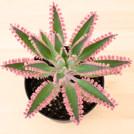 Kalanchoe Pink Butterfly Live Succulents in 2 Inches Pot, Rare Variegated Succulent for Houseplant, 3-4 Inches Tall