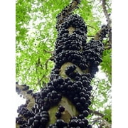 Jabuticaba Tree - 4 Pot - House Plant, Outdoors or Bonsai