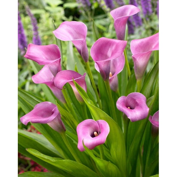 Purple Calla Lilly Bulbs