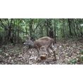 Manna Pro Acorn Rage Deer Attractant Block - Nutritious Acorn Scent, 20 ...