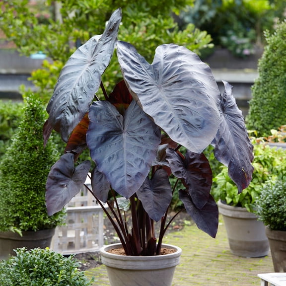 Garden State Bulb Premium Diamond Head Elephant Ear Bulbs, 9/11 inches (Bag of 2)