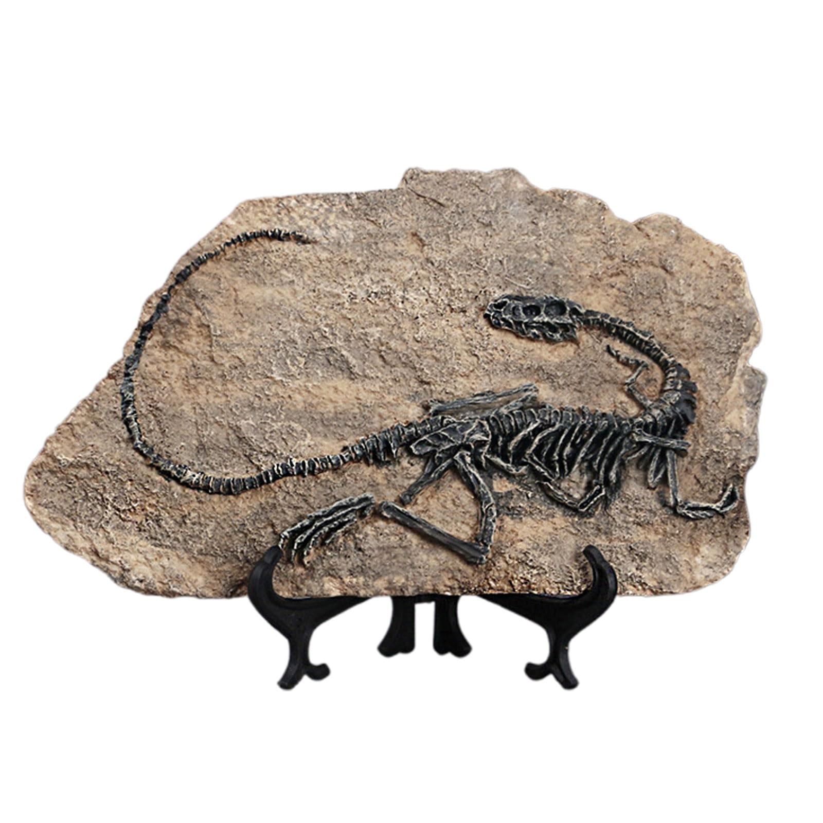 1 Dinosaur Fossil Clearance! Dinosaur Statues Home Decorations Indoor Sculpture Skeleton Figurines House Decor Desktop Bookshelf Art Figures Crafts Desk Ornaments for Living Room Book