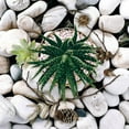 thumbnail image 2 of Lavoie, Tina 15x15 White Modern Wood Framed Museum Art Print Titled - Succulent Summer, 2 of 4