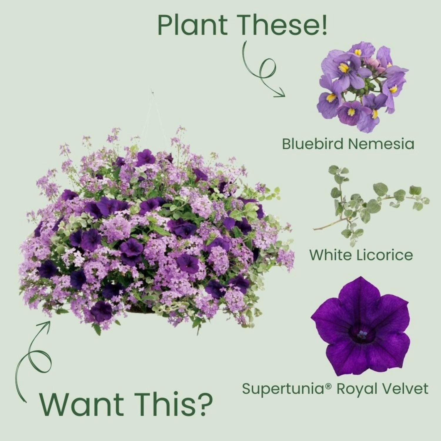 Proven Winners 4" Purple Bluebird Nemesia Live Plant in 4.25" Pot (4 Count)