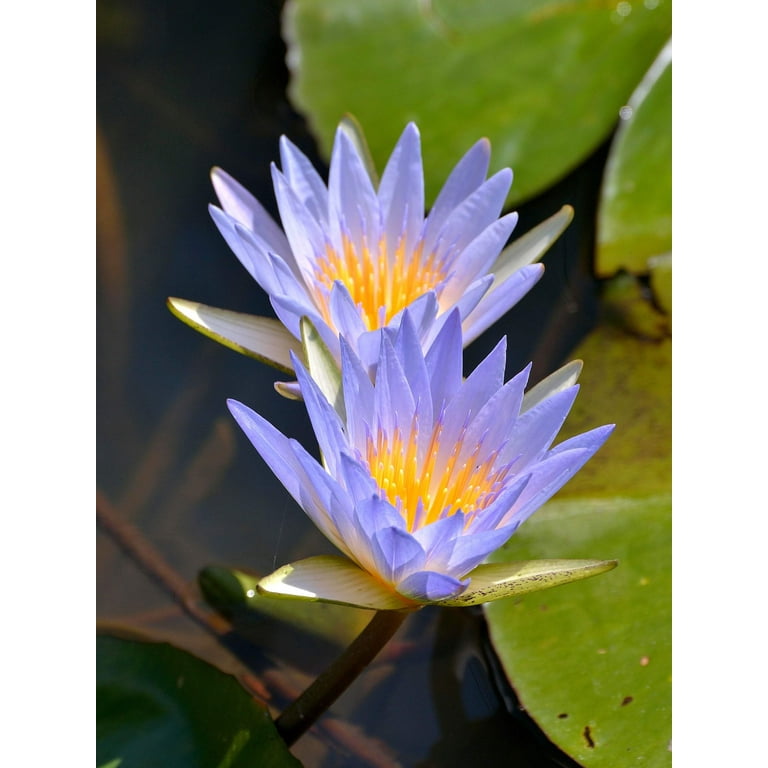 Nymphaea caerulea | Blue Egyptian Lotus | Sacred Water Lily | 10_Seeds