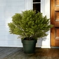 thumbnail image 3 of 22 in. Globe Cedar Tree, 3 of 3