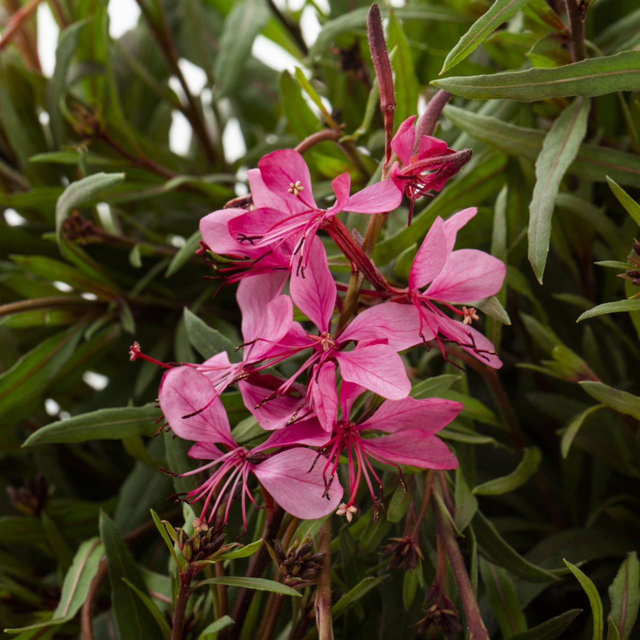 Expert Gardener 2.0QT Pink Gaura Live Perennial Plant Sun 3-Pack