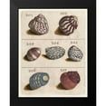 thumbnail image 2 of Unknown 15x18 Black Modern Framed Museum Art Print Titled - Shell Collection II, 2 of 5