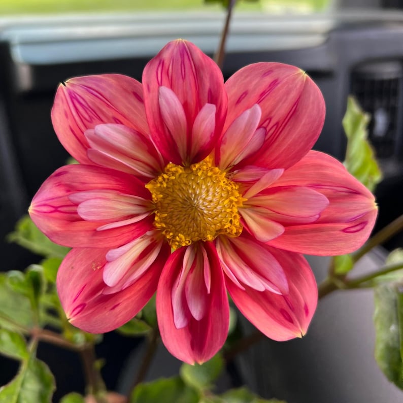 40 Seeds Giggles Dahlia Seeds Pollinator Friendly Heirloom Flower Seeds Mix Seeds to Plant Non-