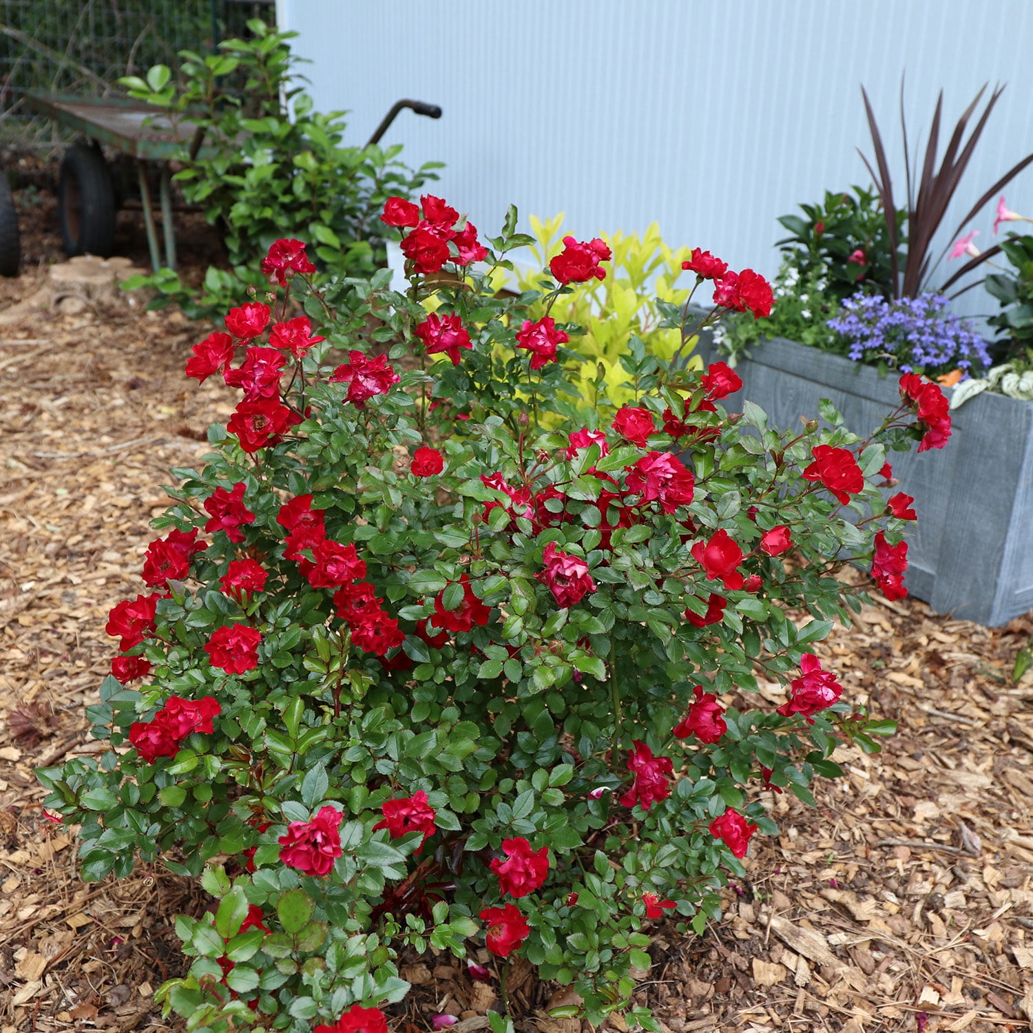 Southern Living - It's A Breeze Rose in 2-Gallon Grower Pot - Live Groundcover Shrub with Red Flowers