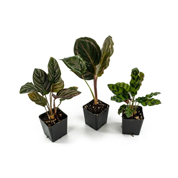 Sprig & Stone Calathea Plant Bundle 3-Pack