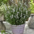 thumbnail image 4 of Lavender Ellagance Snow Drought Tolerant Xeriscape Herb Garden Plant Seeds - 200 Seeds, 4 of 4