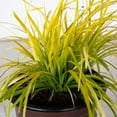 thumbnail image 6 of Southern Living EverColor Everillo Carex 'Sedge' Live Shrub in 2.5-Quart Grower Pot, 6 of 8