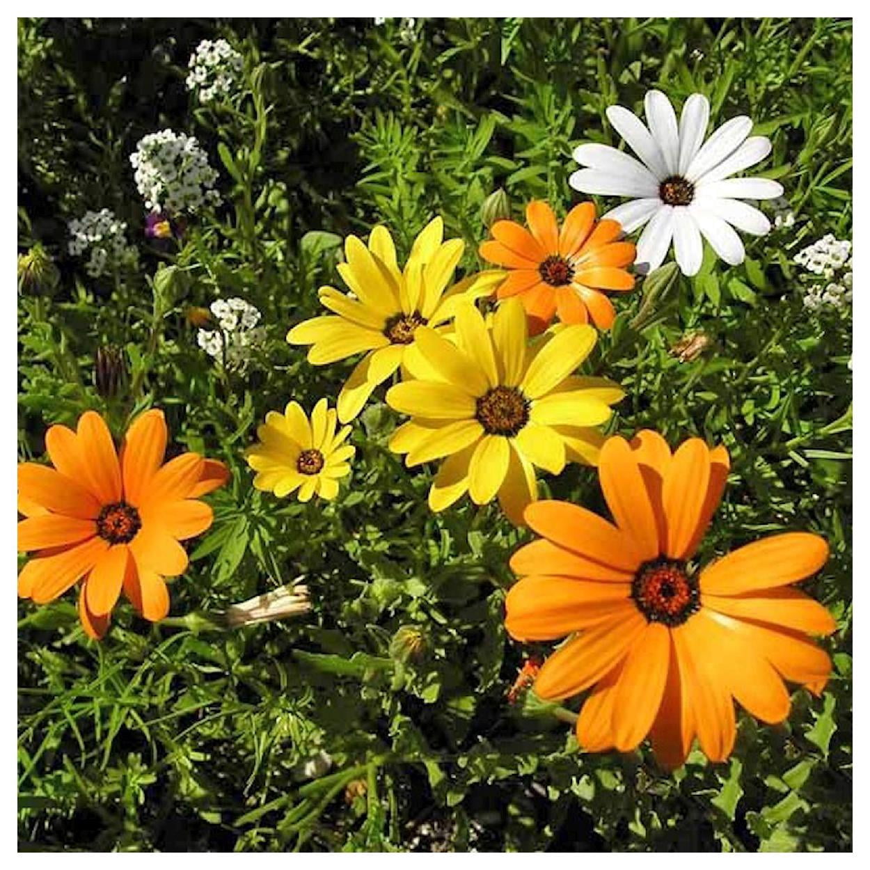 Everwilde Farms - 1 lb African Daisy Garden Flower Seeds - Gold Vault Bulk Seed Packet