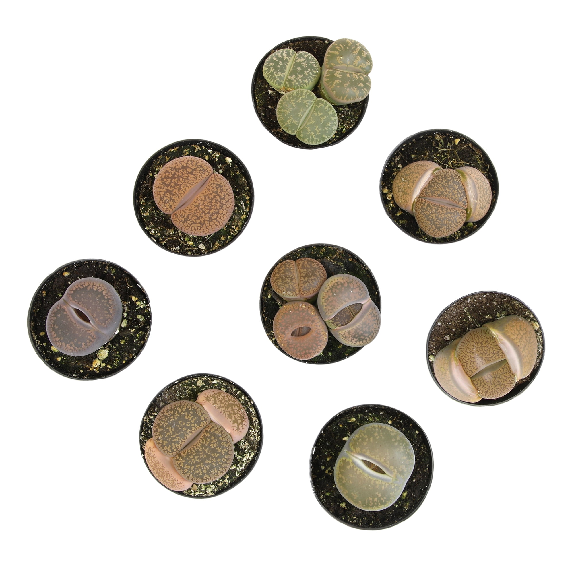 Altman Plants Living Stones Pet-safe Succulents 8-pack (Lithops) in 2.5 in. Grower Pots