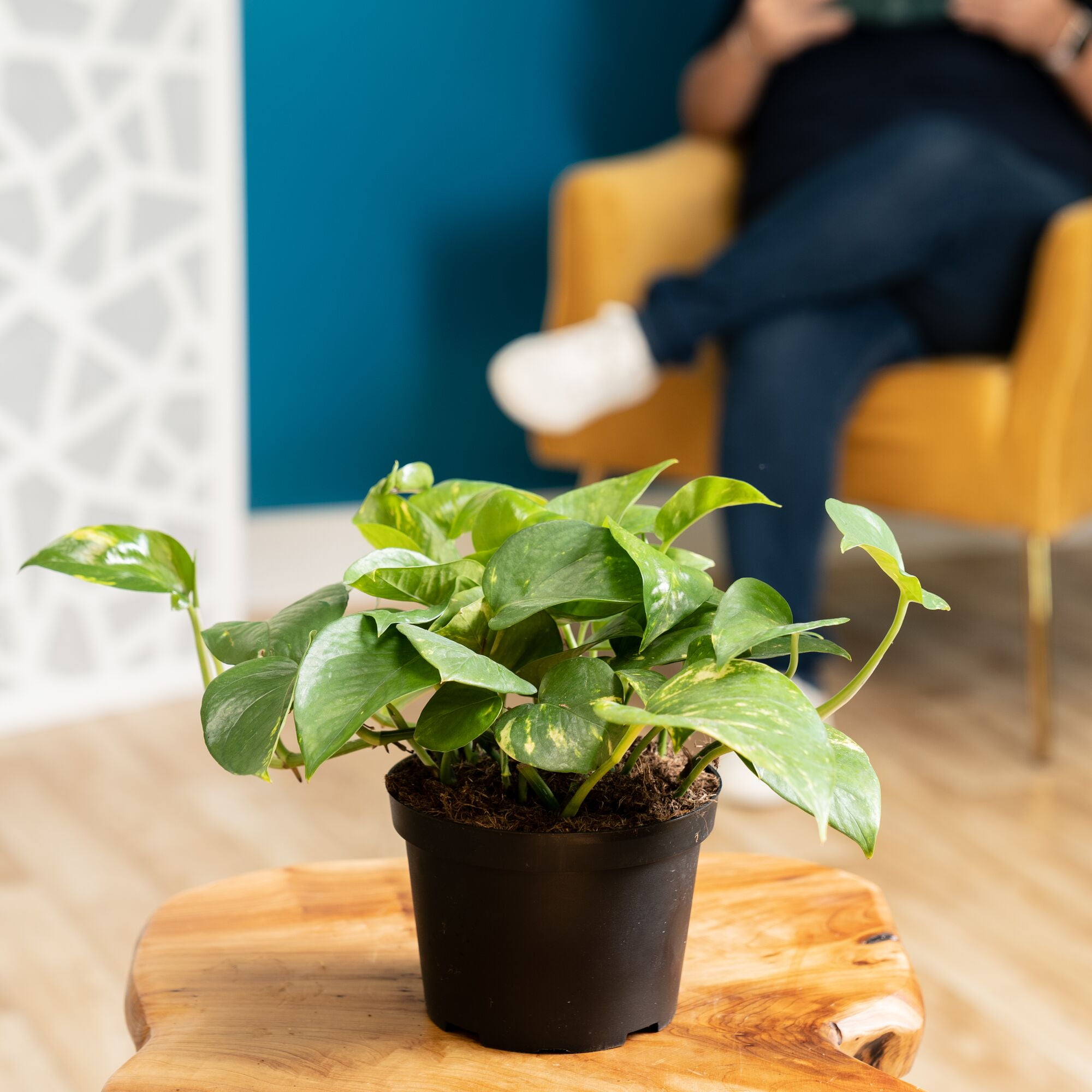 Costa Farms Plants with Benefits Live Indoor Plant 10in Tall Golden Pothos in 6in Grower Pot