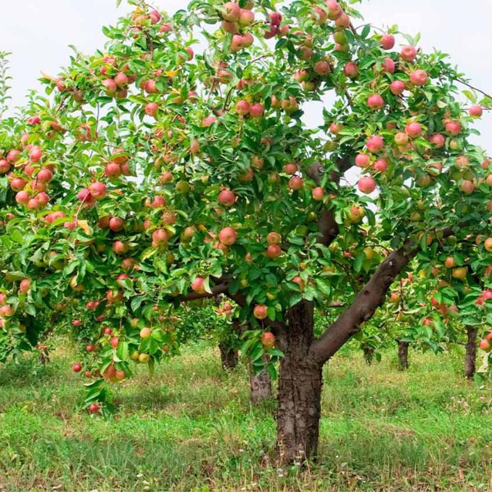 Expert Gardener 3-4 ft. tall Semi Dwarf McIntosh Apple Live Tree in 7- Gallon Grower Pot