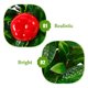 thumbnail image 3 of unbranded Árbol Artificial De Manzanas Decorativo Con Maceta Multicolor Para Y Oficina, 3 of 6