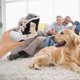 thumbnail image 2 of Squeaky Dog Toy Dog Toy Interesting Shoe Shape Dog Interactive Toy Teeth Cleaning Plaything, 2 of 3