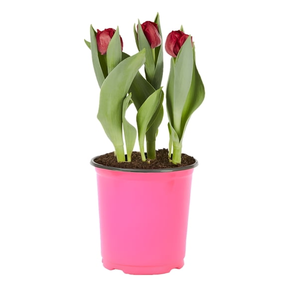 Expert Gardener 2.5QT Assorted Tulip Live Plant, Full Sun