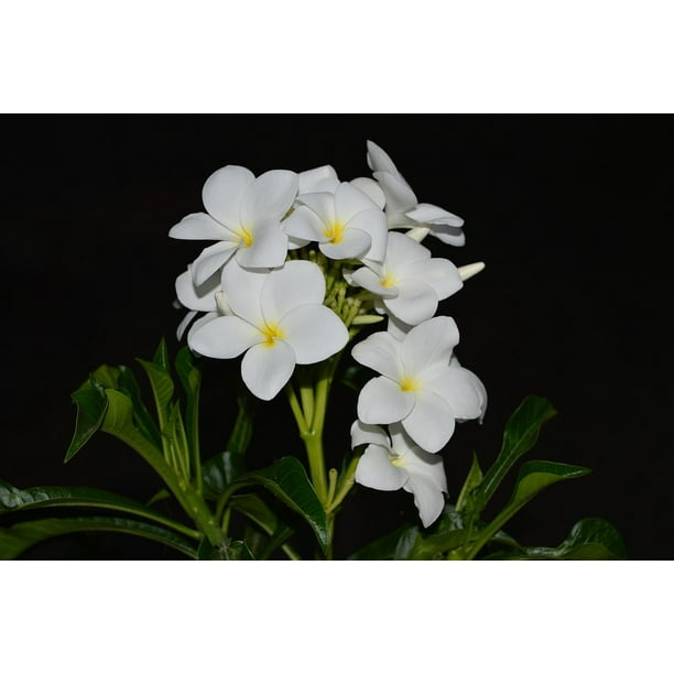 Plumeria Nature Yellow Center White Flower Green Inch By 30 Inch Laminated Poster With Bright Colors And Vivid Imagery Fits Perfectly In Many Attractive Frames Walmart Com Walmart Com Plumeria Nature Yellow Center White Flower Green Inch By 30 Inch Laminated Poster With Bright Colors And Vivid Imagery Fits Perfectly In Many Attractive Frames Walmart Com Walmart Com