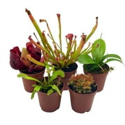 BubbleBlooms Carnivorous Plant Assortment Set Of 5 Live Potted Plants, All Different Species- 2 Inch Pots