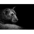 thumbnail image 2 of Wildphotoart 24x19 Gold Ornate Wood Framed with Double Matting Museum Art Print Titled - Lion, 2 of 4