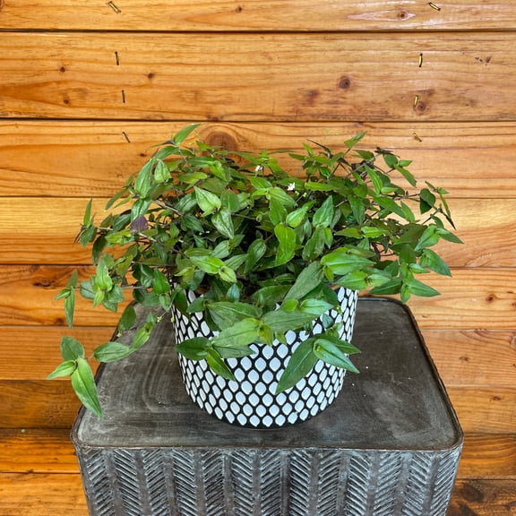 Gibasis Tahitian Bridal Veil, 6" Plant, The Plant Farm