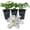 3 Plants, variant on Clematis Huldine - Live Starter Planta in a 2 Inch Growers Pot - Starter Plants Ready for The Garden - Rare Clematis for Collectors