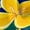 Yellow, variant on Bbyeadc Tank Tops for Women Hawaiian Tropical Print Sleeveless Tank Loose Shirt Casual Spring Summer Everyday Wear,Blue (L)