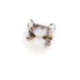 thumbnail image 1 of Juguete de de Modelo de Gato de Simulación Accesorio para Cáscara de Teléfono Móvil de Mujer Chica Oscuro Hugo Kids Animal Figure Toy, 1 of 9