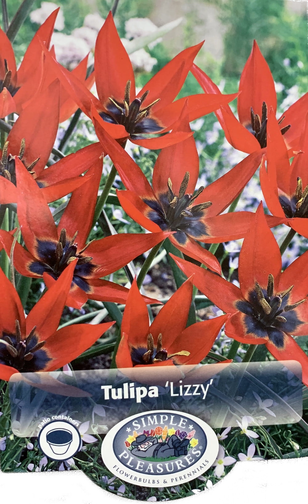 Lizzy Species Tulip 10 Bulbs NEW 6/+cm Bulbs