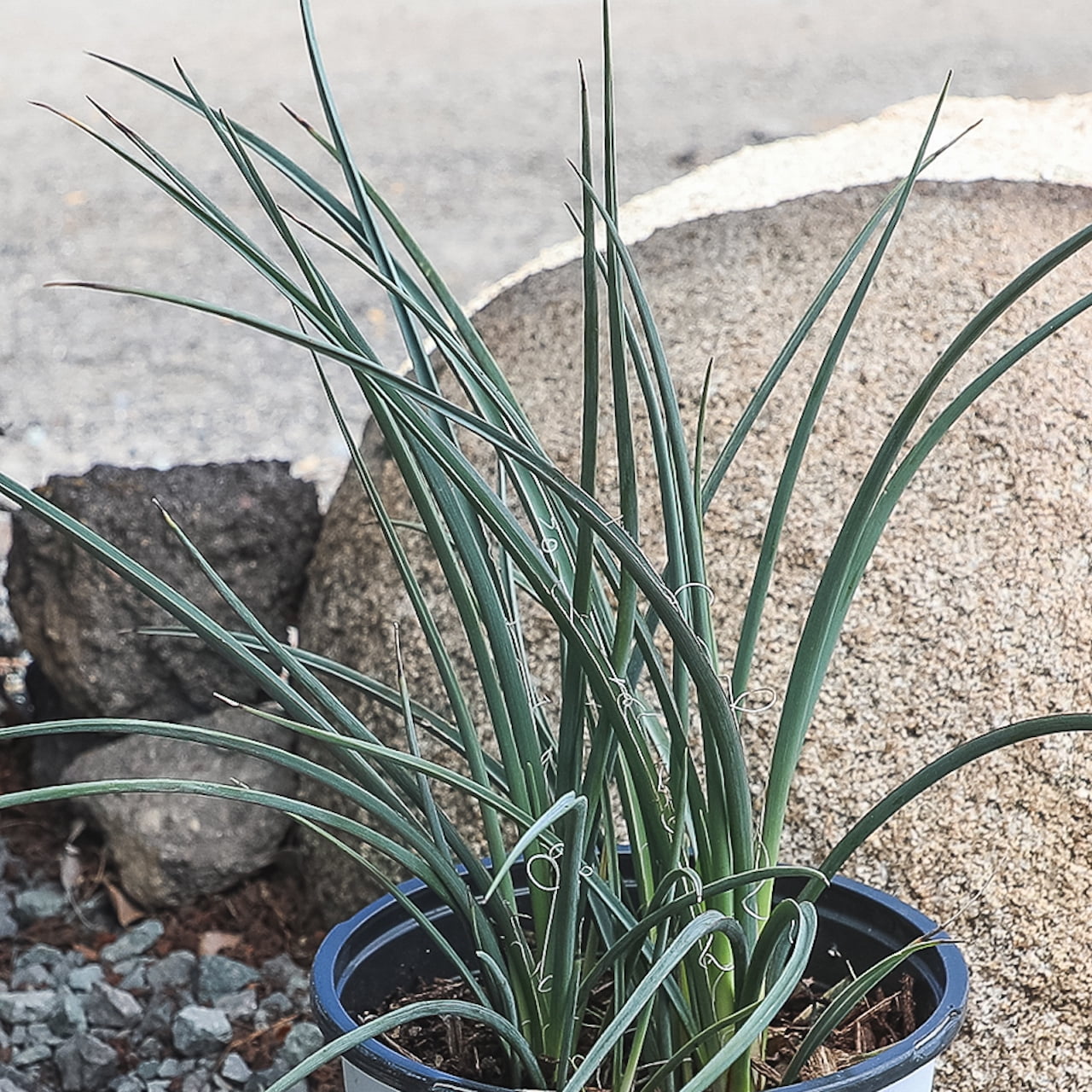 Altman Plants Red Yucca (Hesperaloe) | 3 gal. Grow Pot; Partial Sun to Full Shade | Perennial Plant
