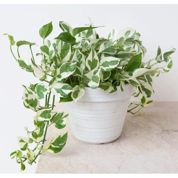 Pothos N’Joy Live Indoor Plant, 3-5 Inch Tall in 4 inch Pot, Variegated White and Green Leaves, Easy to Care for, Perfect for Indoor and Outdoor Home Decor