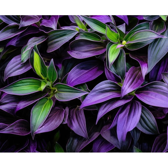 4 Zebrina Tranescantia discolor Wandering Jew Cuttings to Grow - Grow Spiderwort