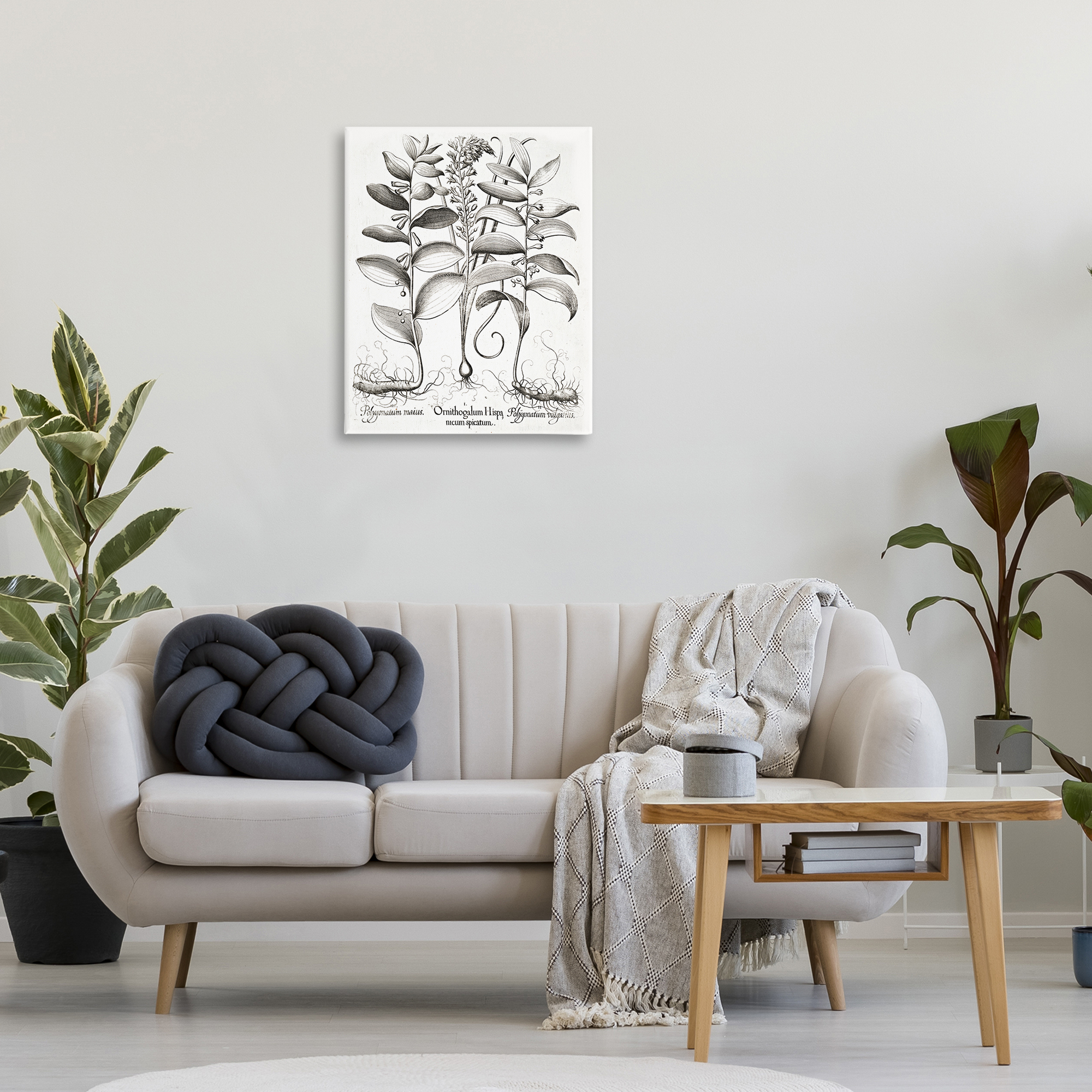 Vintage Botanical Root Study Canvas Wall Art, design by Lettered and Lined