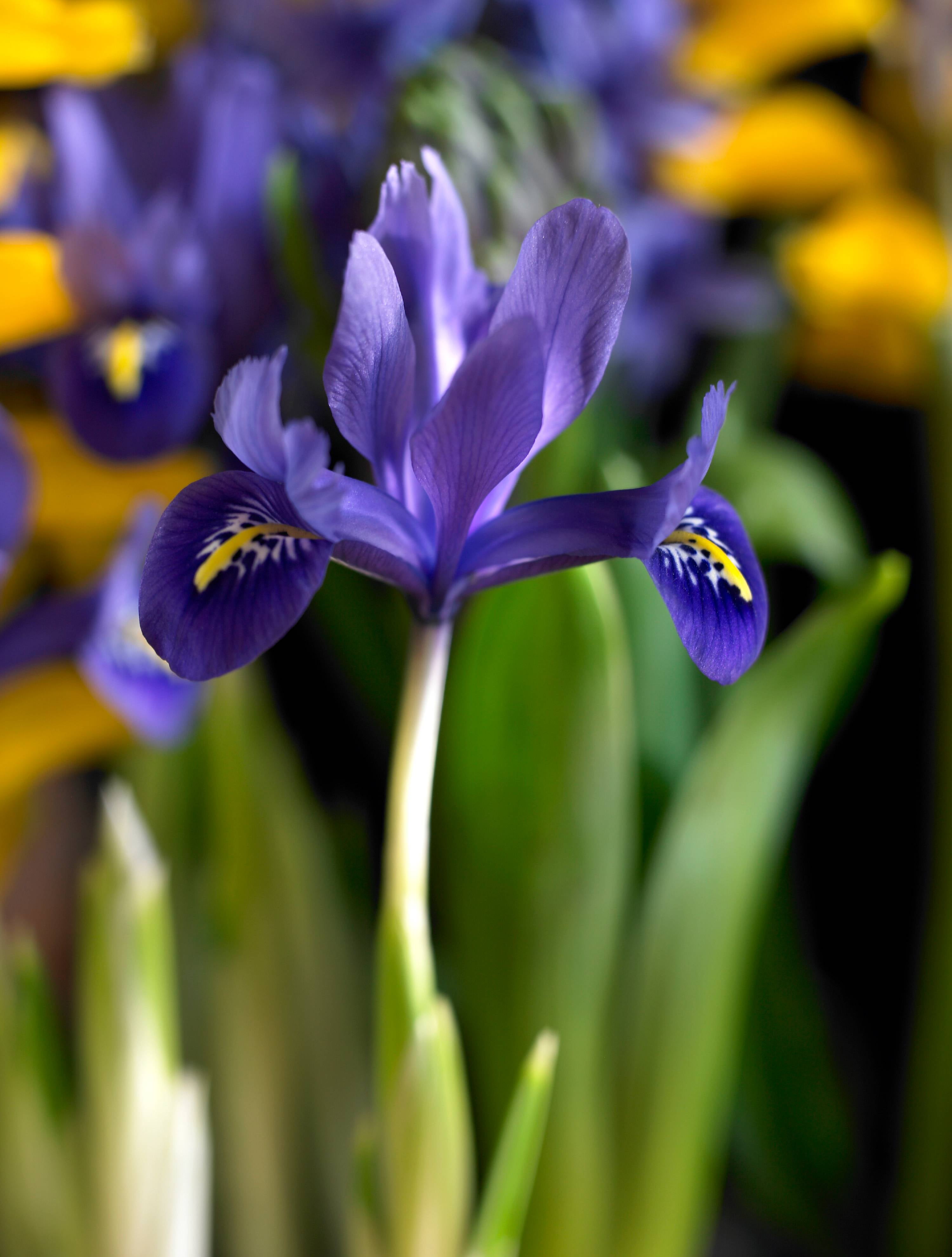 DUTCH IRIS - FLOWERING BULB - 2.5QT - ASSORTED COLORS - Walmart.com